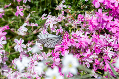 A white butterfly (aporia crataegi) sitting on pink phlox flowers in a summer garden.