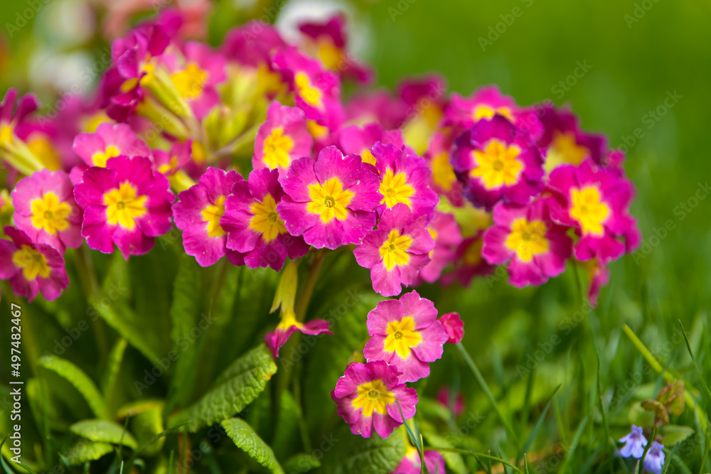 Fototapeta premium Beautiful violet family violaceae spring flowers. Amazing details of these pansies plants. Park and landscape design. Flower shop.