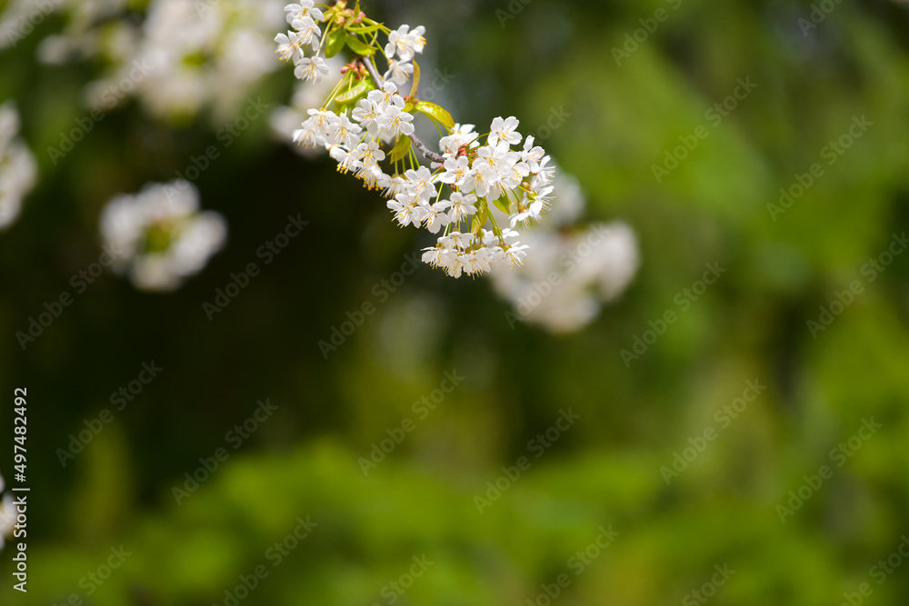 Amazing blossom spring flowers. Close up of these beautiful plants against vivid color background. Amazing blossom spring flowers. Close up of these beautiful plants against vivid color background.