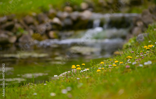 Beautiful spring scenery place with amazing view of small flowers next to a river in the mountain side. Landscapes of springtime. Floral photography. © Dragoș Asaftei