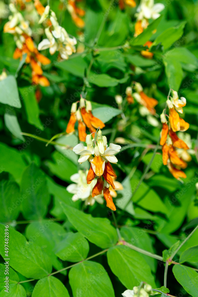 Orange yellow lathyrus gmelinii flowers in the summer garden Orange yellow lathyrus gmelinii flowers in the summer garden