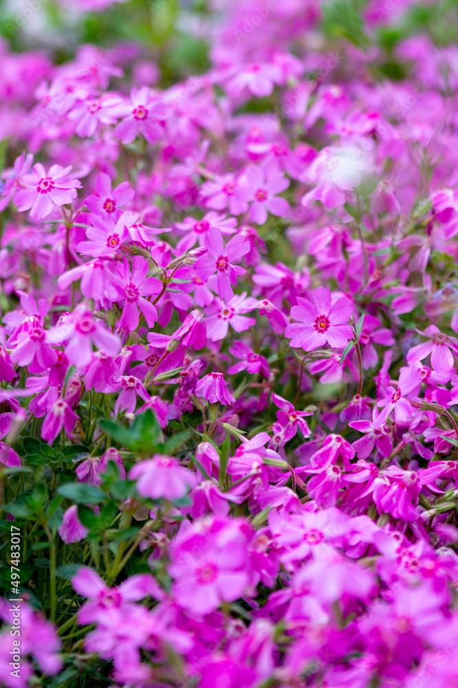 Pink phlox flowers in the summer garden (phlox subulata) Pink phlox flowers in the summer garden (phlox subulata)
