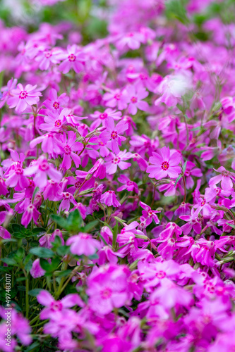 Pink phlox flowers in the summer garden (phlox subulata)