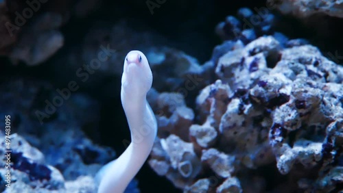 Blackspot moray (Gymnothorax melatremus) or dwarf moray hiding in coral photo