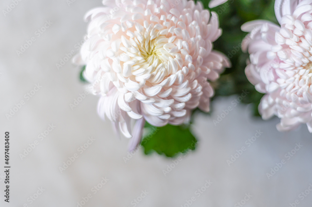 A bouquet of huge light pink chrysanthemum morifolium flowers A bouquet of huge light pink chrysanthemum morifolium flowers