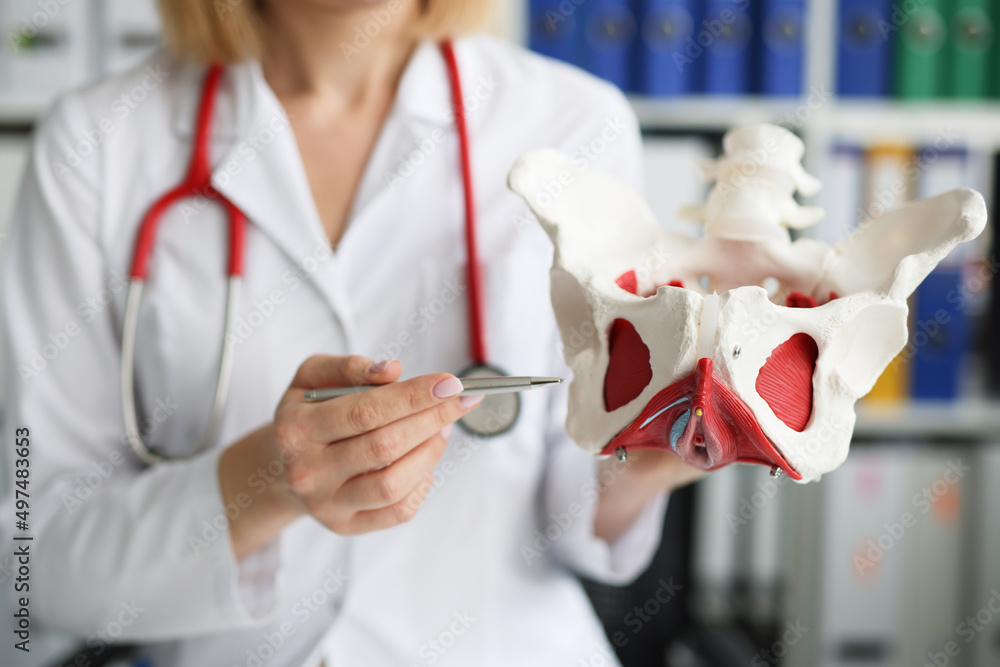 Gynecologist doctor holds model of bones of pelvic floor