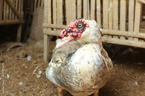 male duck with white and gray feathers and a cage made of bamboo