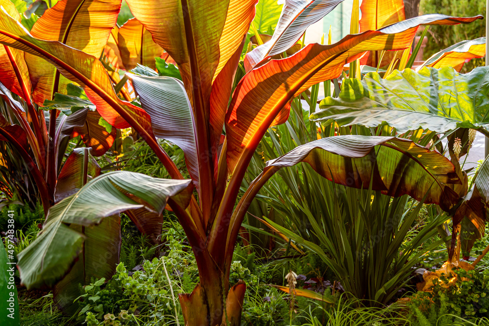 Obraz premium Red Abyssinian Banana Ensete Ventricosum Maurelii Planted in Public Park. Leaves of a tropical plant in the rays of the setting sun