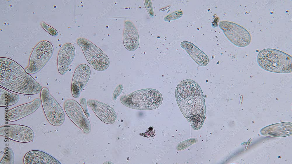 High Density Of Unicellular Paramecium Protozoa Under Microscope V deo high-density-of-unicellular-paramecium-protozoa-under-microscope-v-deo