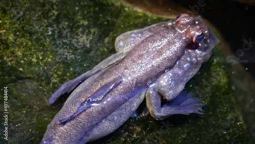 Atlantic mudskipper (Periophthalmus barbarus), close-up photo