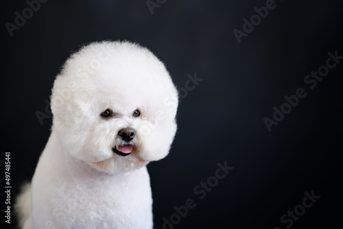 Portrait of white Bishop frise dog on a dark background