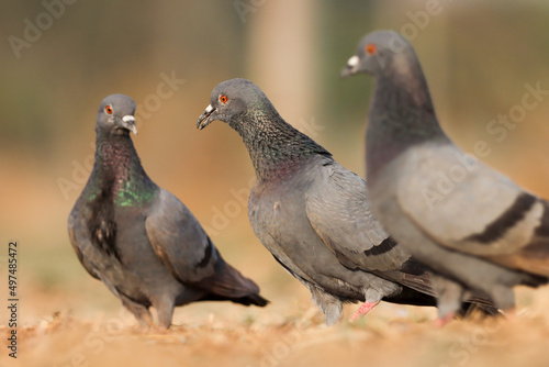 pigeon on ground. Rock pigeon. Common pigeon. The rock dove  rock pigeon  or common pigeon is a member of the bird family Columbidae.