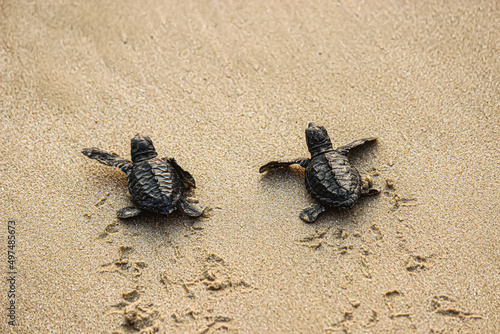 Photo Turtle on the beach