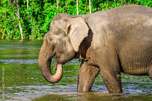 Title: Elephant in the river. A Sumatran elephant calf lifts its trunk in a river, Aceh, Indonesia.