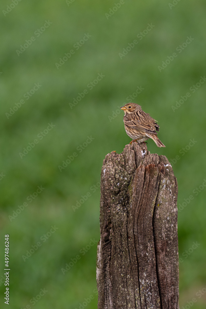 A corn bunting (Emberiza calandra)  perched on an old wood post