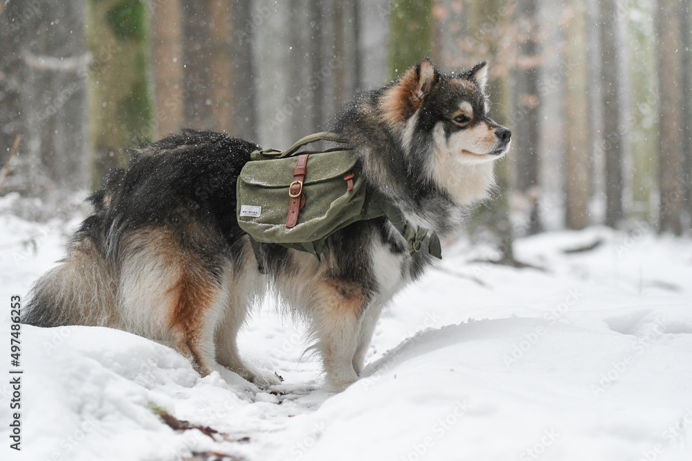 Portrait of a Finnish Lapphund dog outdoors Portrait of a Finnish Lapphund dog outdoors