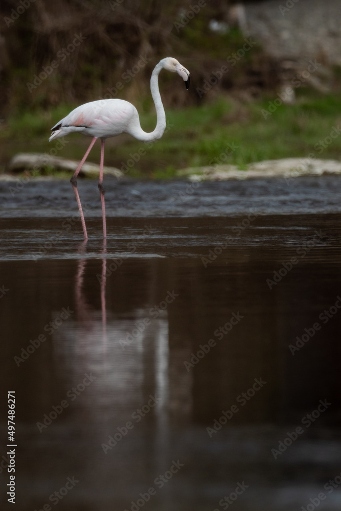 Obraz premium A greater flamingo (Phoenicopterus roseus) in the Ter river, in Manlleu (Catalonia)
