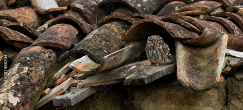 A little owl (Athene noctua) in a roof with old roof tiles