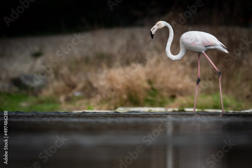 A greater flamingo  Phoenicopterus roseus  in the Ter river  in Manlleu  Catalonia 