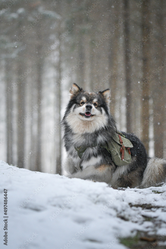 Portrait of a Finnish Lapphund dog outdoors Portrait of a Finnish Lapphund dog outdoors