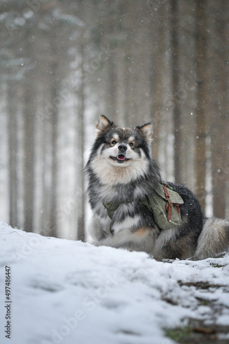 Portrait of a Finnish Lapphund dog outdoors © Linda
