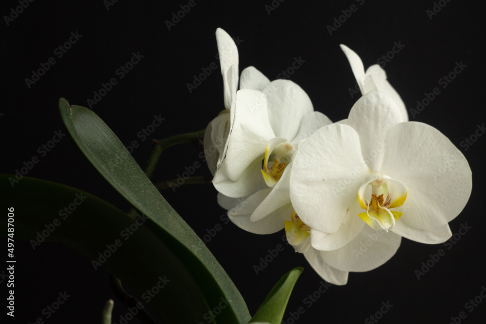 Obraz premium White orchid Phalaenopsis