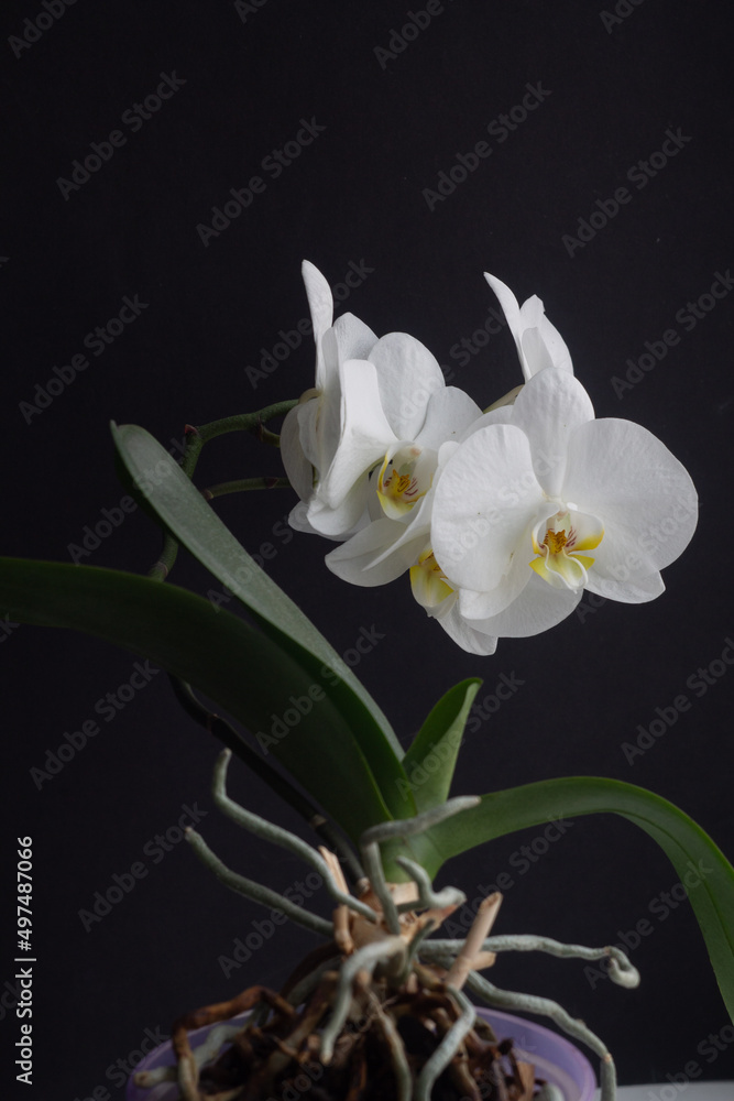 Obraz premium White orchid Phalaenopsis