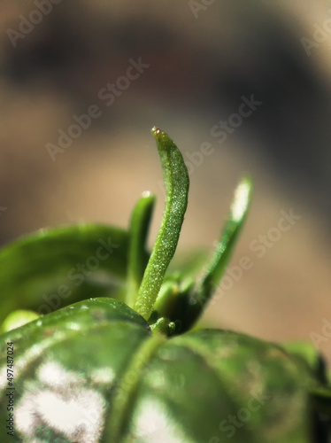 a tomato plant that grows