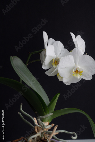 Fototapeta Naklejka Na Ścianę i Meble -  White orchid Phalaenopsis