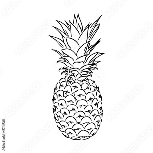 Image of pineapple fruit. Vector black and white illustration.