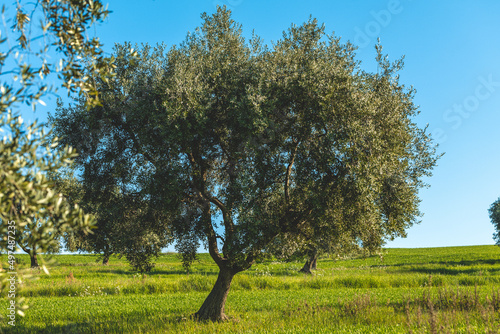 alberi di ulivo su un campo verde e cielo primavera