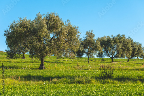 alberi di ulivo su un campo verde e cielo primavera
