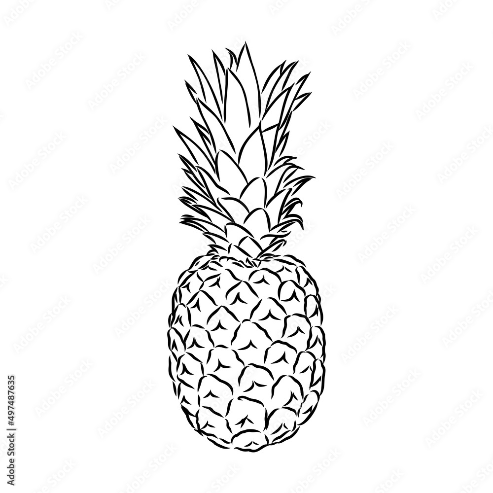 Image of pineapple fruit. Vector black and white illustration. Image of pineapple fruit. Vector black and white illustration.