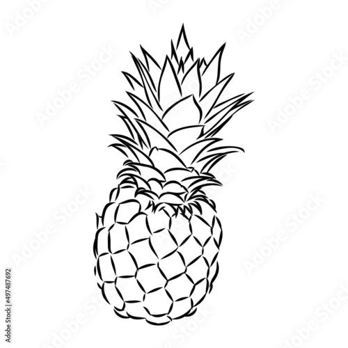 Image of pineapple fruit. Vector black and white illustration.
