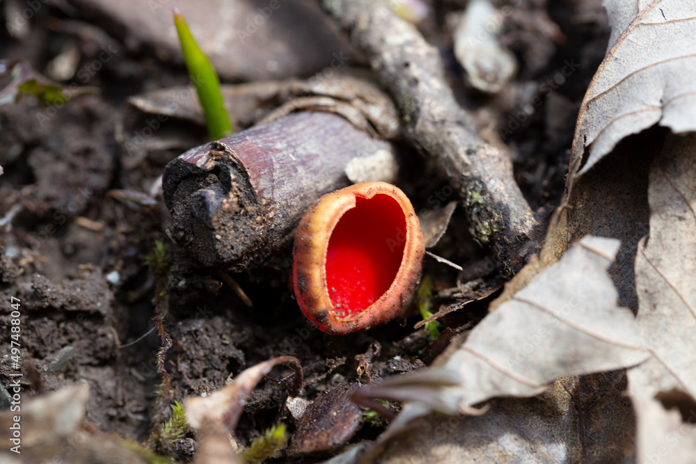 Sarcoscypha coccinea, commonly known as the scarlet elf cup, scarlet elf cap, or the scarlet cup. edible mushroom growing in the forest in early spring in March and April Sarcoscypha coccinea, commonly known as the scarlet elf cup, scarlet elf cap, or the scarlet cup. edible mushroom growing in the forest in early spring in March and April