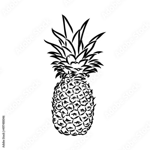 Image of pineapple fruit. Vector black and white illustration.