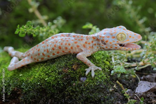 A young tokay gecko looking for preys on a rock overgrown with moss. This reptile has the scientific name Gekko gecko.