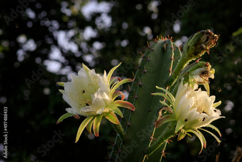 cacto florido na caatinga - mandacaru com flores em um fundo escuro
