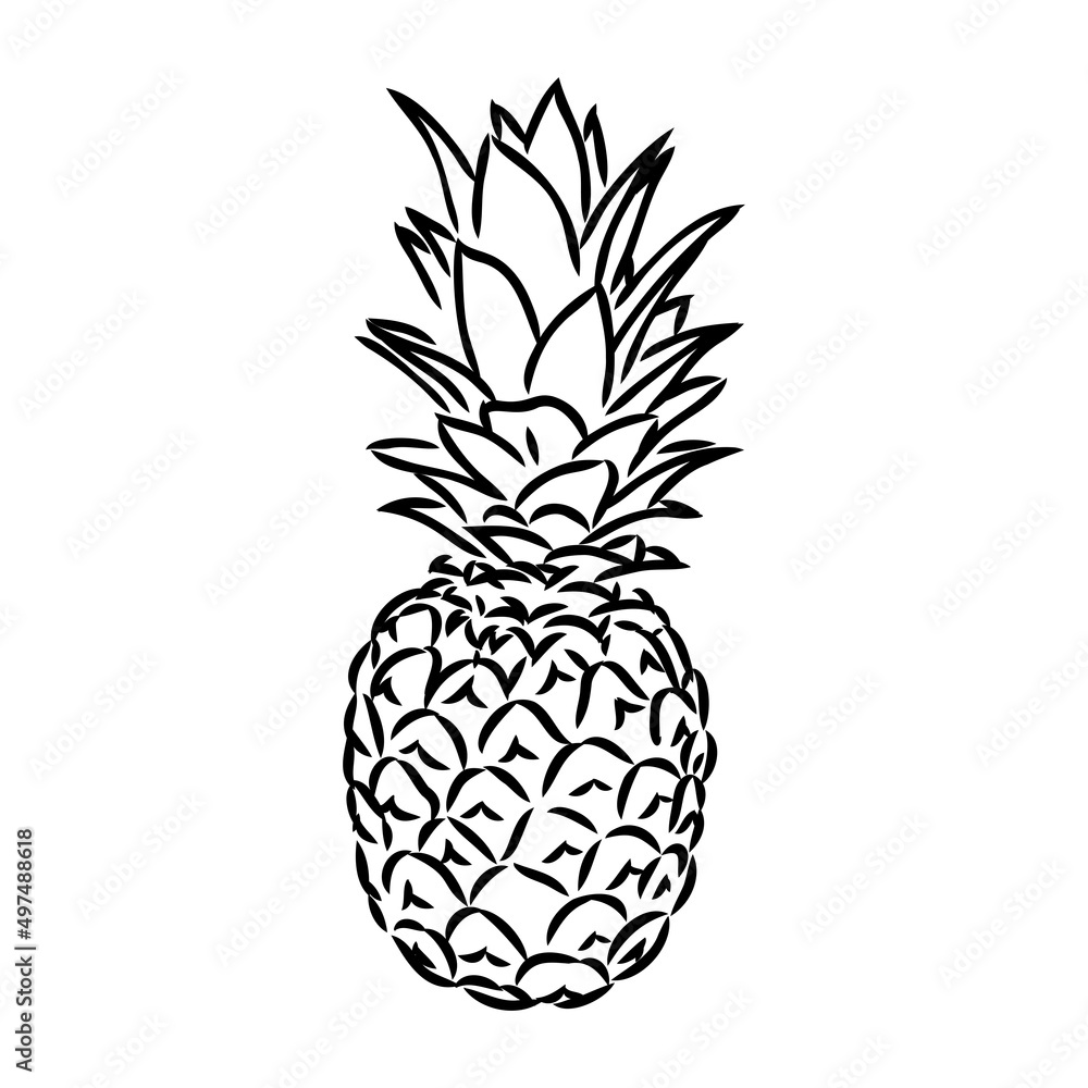 Image of pineapple fruit. Vector black and white illustration. Image of pineapple fruit. Vector black and white illustration.