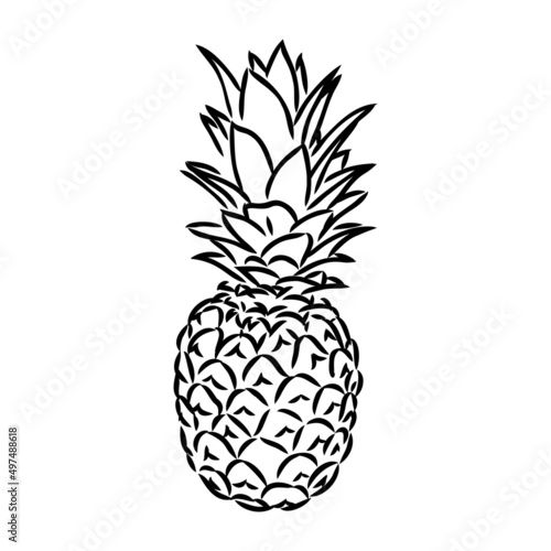 Image of pineapple fruit. Vector black and white illustration.