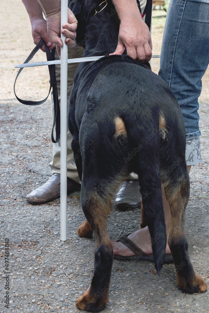 measuring the height at the withers of a dog at the show. Measuring a