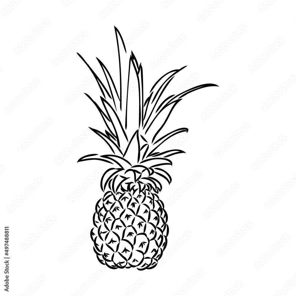 Obraz premium Image of pineapple fruit. Vector black and white illustration.