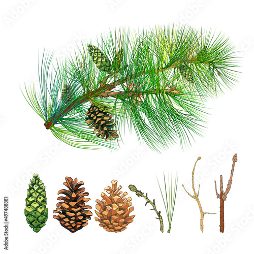 spruce branch with cones, a set of Christmas elements spruce branch, pine, brown, green cones on a branch with needles on a white background
