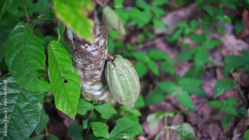 Chocolate tree, Theobroma cacao with fruits bokeh Chocolate tree, Theobroma cacao with fruits bokeh