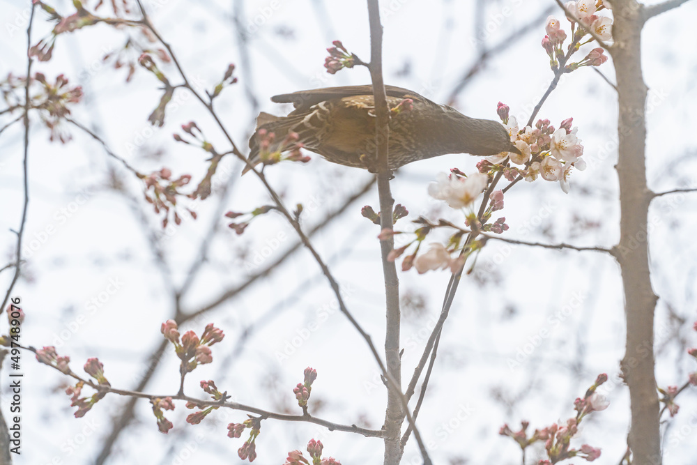 桜、初春
