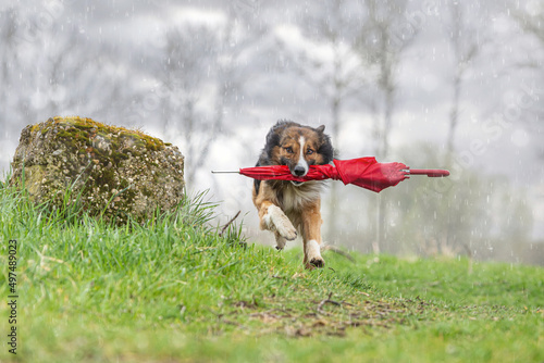 Foto Rainy days: Funny portrait of a tricolor border collie dog retrieving a red umbr