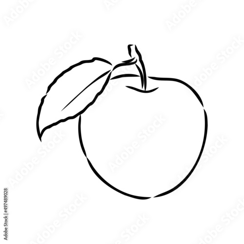 Apple fruit vector illustration. Engraved organic food hand drawn sketch engraving illustration. Black white apple isolated on white background.