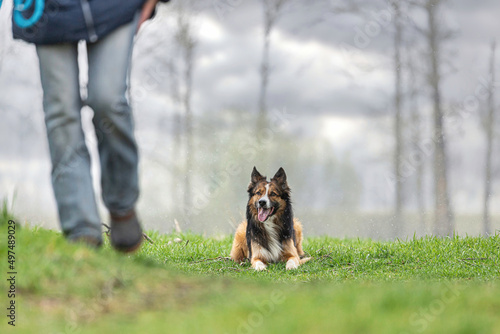 Canvas Print Portrait of a border collie dog lying on a meadow at a rainy dog and looking at
