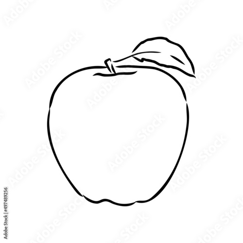 Apple fruit vector illustration. Engraved organic food hand drawn sketch engraving illustration. Black white apple isolated on white background.