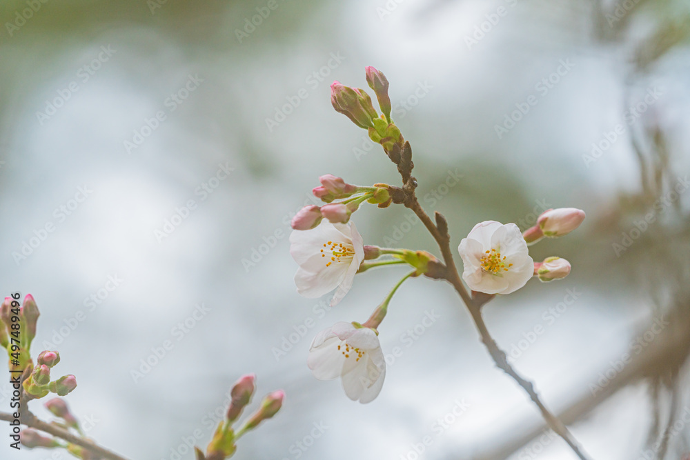 桜、初春
桜、初春